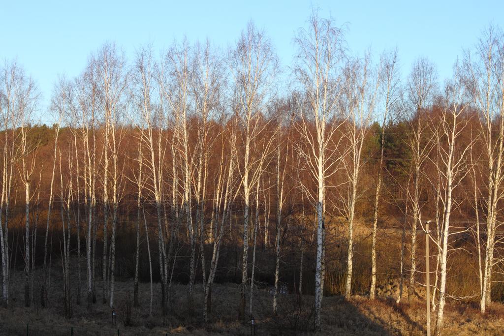 Forest Apartment بالانغا المظهر الخارجي الصورة
